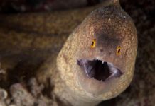 Un hombre se metió una anguila por el ano para terminar con el estreñimiento y casi acaba en tragedia