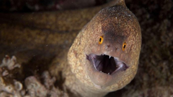 anguila_china_x1x_x1x_1_crop1627654259504.jpg_1734428432