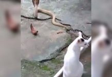 VIDEO: Un gato valiente se enfrenta a una cobra y salva a su dueño
