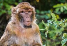 Alerta en China: primer humano muerto por el virus del mono B