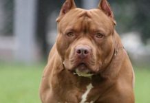 Un pitbull le “comió” la cabeza a una nena de un año