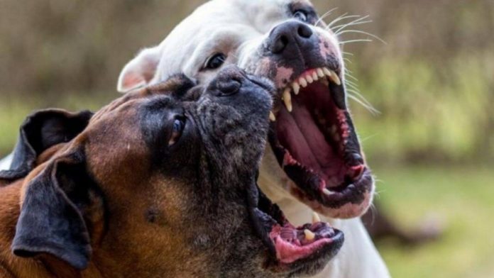 pitbulls.jpg_1734428432