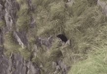 Bomberos intentan rescatar a un perrito que está a punto de caer de un precipicio