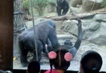 VIDEO: Dos gorilas escandalizan al público de un zoo con una escena de sexo oral
