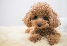 Pareja molió a golpes a un veterinario porque le dejaron un caniche para que lo bañe y se le murió