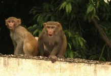 Increíble: mono mató a un hombre de un ladrillazo en la cabeza