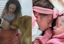 Horror | Un pitbull atacó y mató a gemelas recién nacidas: creen que fue por celos