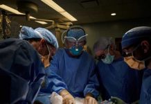 Realizan con éxito el primer trasplante experimental de un riñón de cerdo a un ser humano