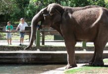 El video viral del hombre que se tuvo que hacer una tomografía en un zoológico