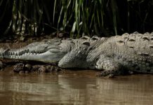 Un turista posa junto a un cocodrilo de 4 metros pensando que es de plástico y acaba en el hospital