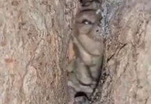 Filmaron un duende dentro de un árbol y se hizo viral