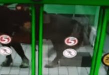 Borracho entró al supermercado montado a caballo porque el animal “quería pan”