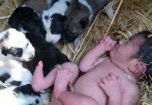Abandonaron a una recién nacida en el campo y la salvaron cachorros que la mantuvieron caliente toda la noche