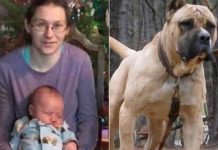 Mujer salvó al hijito del brutal ataque de su perro pitbull y murió por las heridas