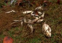 “Lluvia de peces”: el raro fenómeno meteorológico que atemorizó a miles de personas